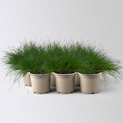 Bärenfell Schwingel 'Pic Carlit', Topf-Ø 10,5 cm, 6 Pflanzen