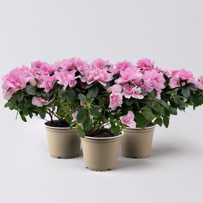 Azalee, Rosatöne, gefüllt, Topf-Ø 12 cm, 3er-Set Azalee, Rosatöne, gefüllt, Topf-Ø 12 cm, 3er-Set