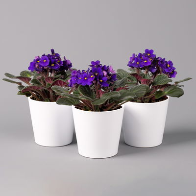 Usambaraveilchen in Keramiktopf Dallas weiß, dunkelblau, Topf-Ø 12 cm, 3er-Set Usambaraveilchen in Keramiktopf Dallas weiß, dunkelblau, Topf-Ø 12 cm, 3er-Set