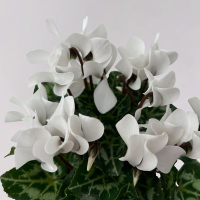 Alpenveilchen Mix, Farbe zufällig, Topf-Ø 10,5 cm, Höhe ca. 23 cm, 8 Pflanzen