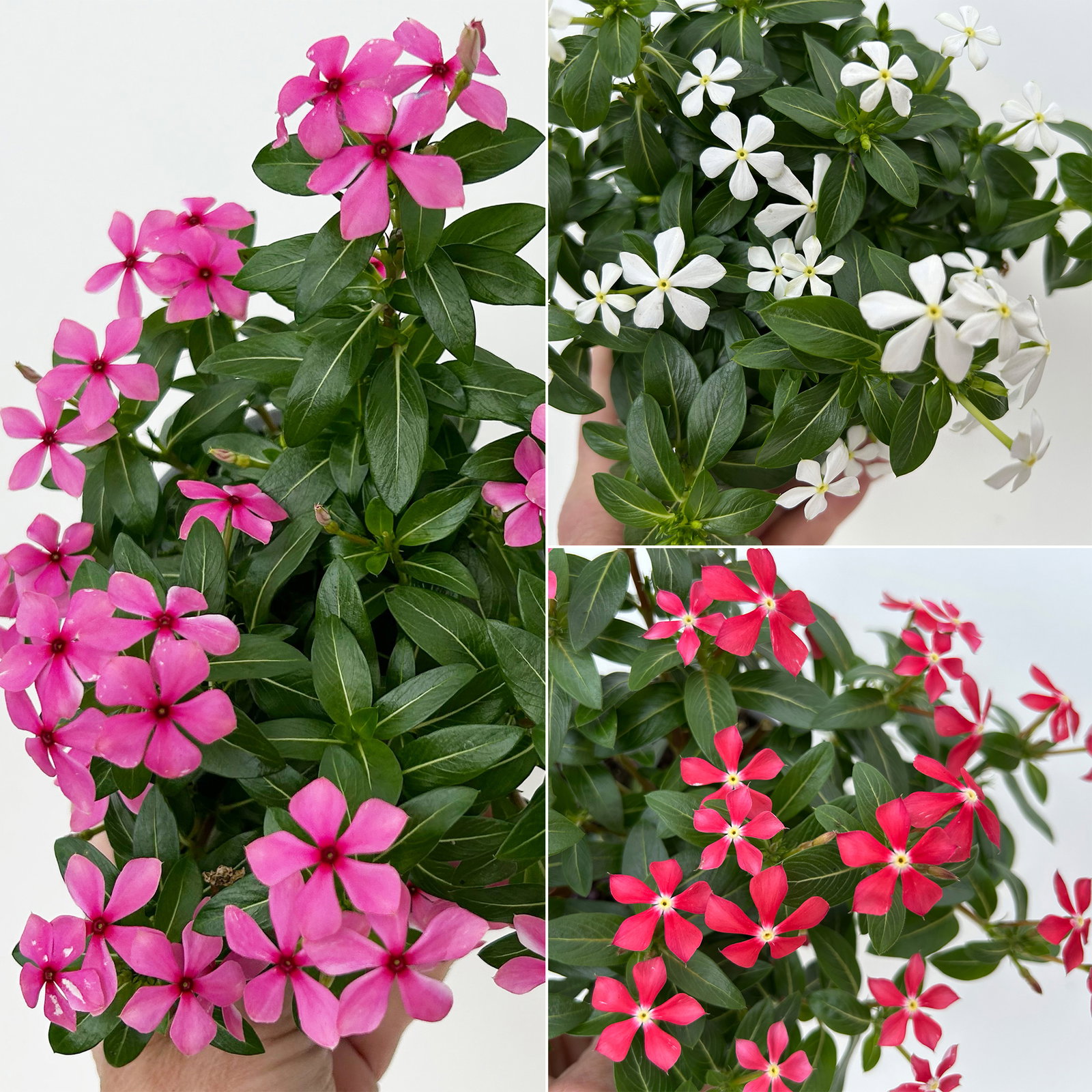 Catharanthus 'Soiree', Farben zufällig, kleinblütig, Topf-Ø 12 cm, 6 Pflanzen Catharanthus 'Soiree', Farben zufällig, kleinblütig, Topf-Ø 12 cm, 6 Pflanzen