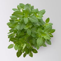 Bio Kubanisches Strauchbasilikum, Topf-Ø 12cm