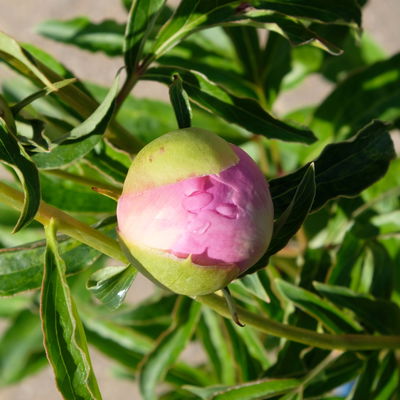 Kölles Beste Pfingstrose 'Monsieur Jules Elie' violettrosa, 3 Liter Topf