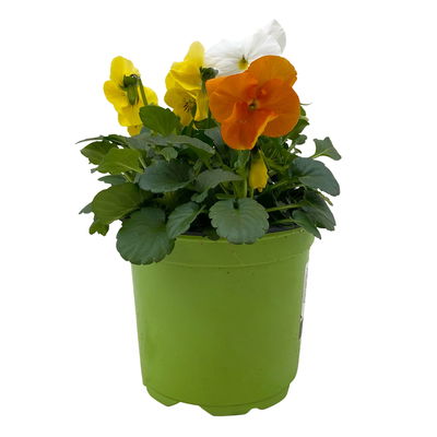 Hornveilchen 'Trio', orange-gelb-weiß, Topf-Ø 10/11 cm, 8 Pflanzen