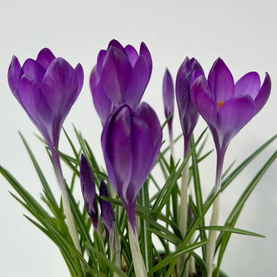 Wild Krokus 'Ruby Giant' blau-lila, vorgetrieben Topf-Ø 10,5 cm, 6 Pflanzen