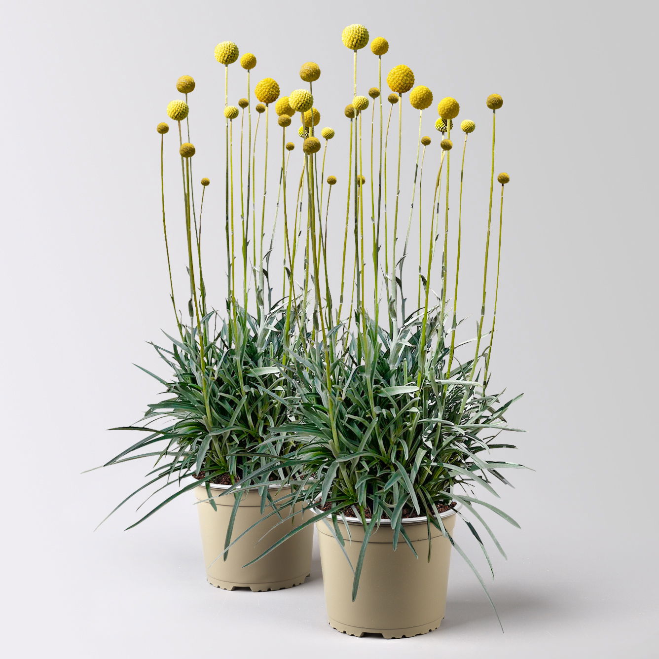 Craspedia, gelb, Topf-Ø 17 cm, 2 Pflanzen Craspedia, gelb, Topf-Ø 17 cm, 2 Pflanzen