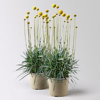 Craspedia, gelb, Topf-Ø 17 cm, 2 Pflanzen Craspedia, gelb, Topf-Ø 17 cm, 2 Pflanzen