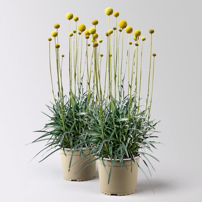Craspedia, gelb, Topf-Ø 17 cm, 2 Pflanzen Craspedia, gelb, Topf-Ø 17 cm, 2 Pflanzen