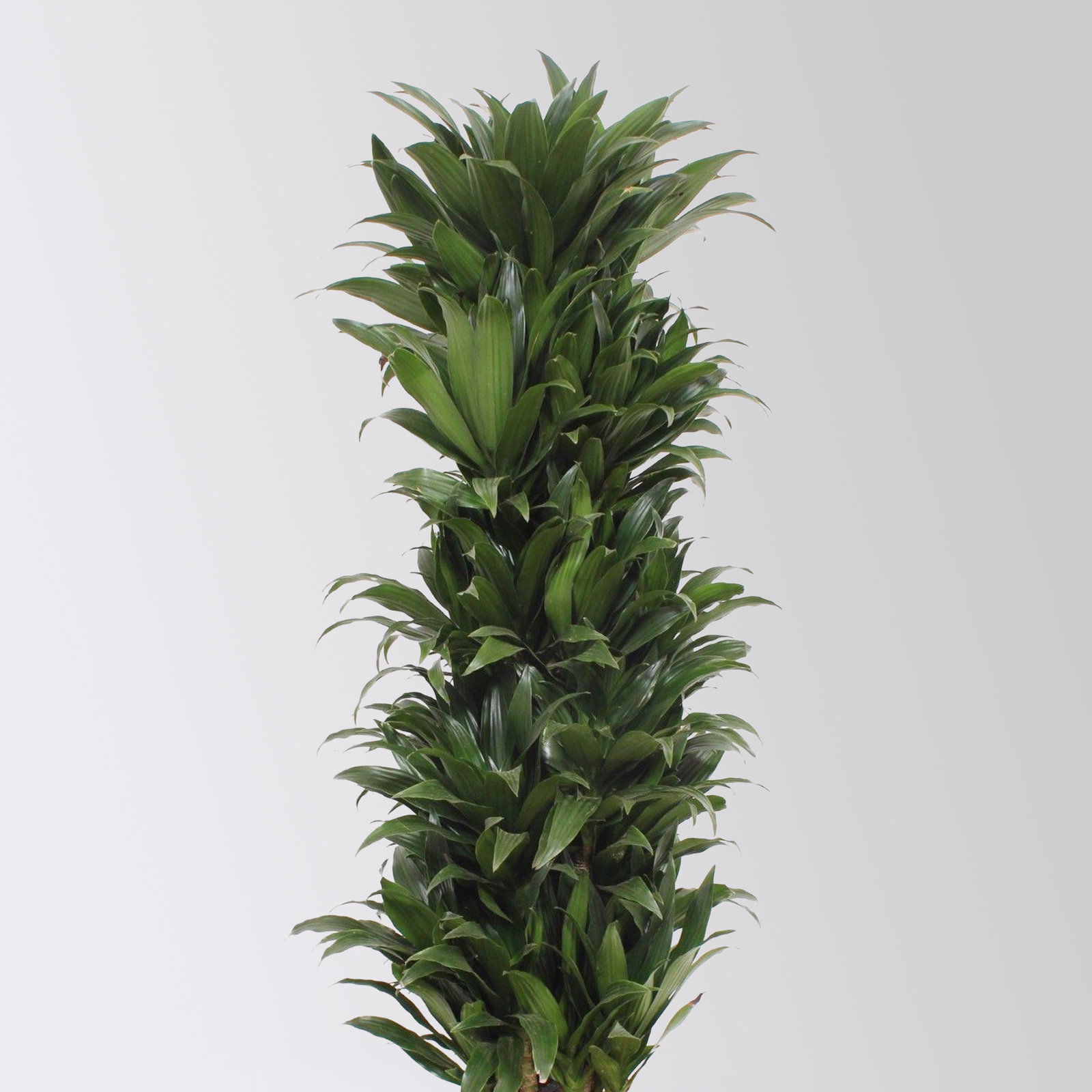 Drachenbaum 'Compacta', Topf-Ø 30 cm, Höhe ca. 130 cm