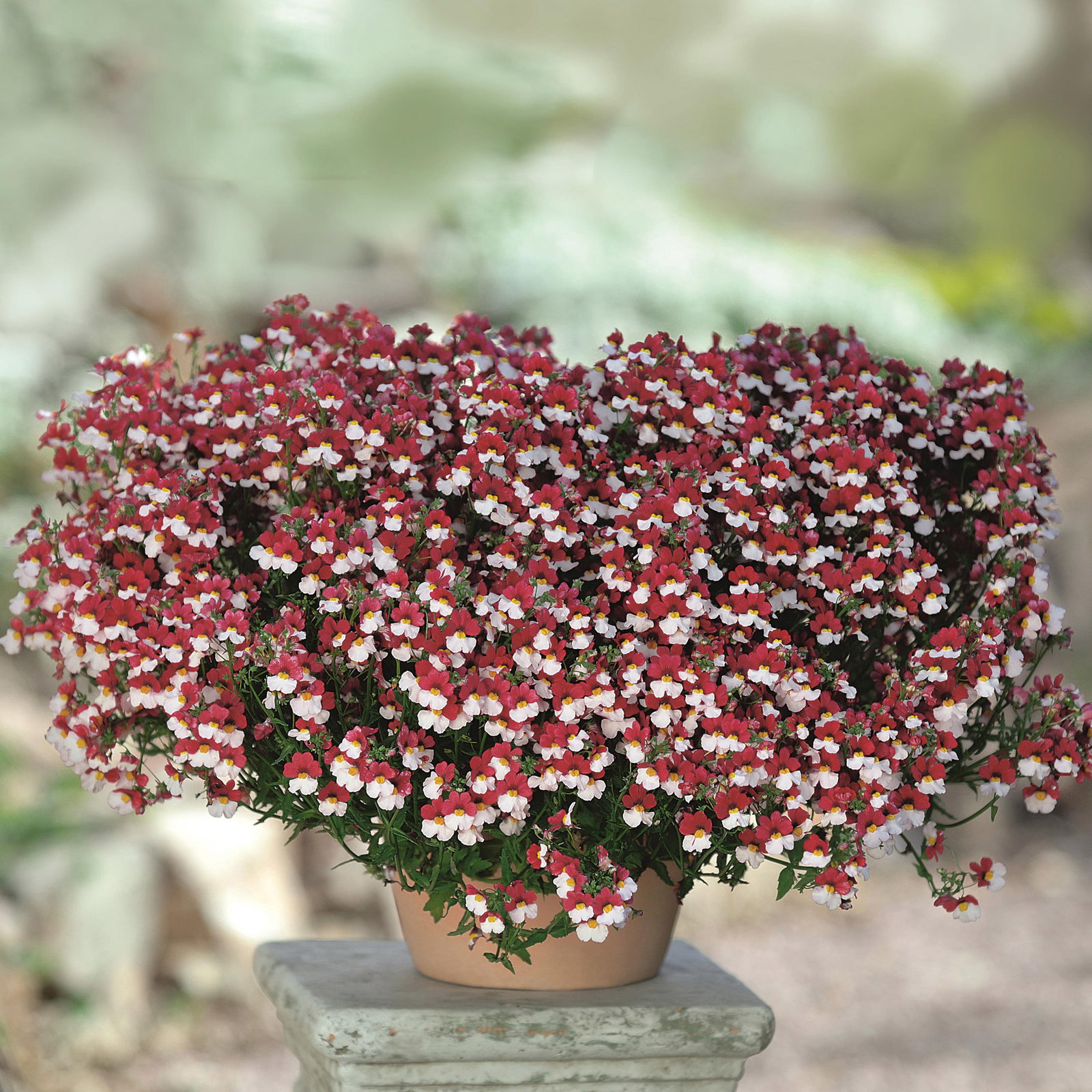 Nemesie, weiß-rot, Topf-Ø 12 cm, 6 Pflanzen