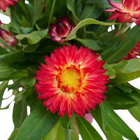 Strohblume rot, Topf- Ø 12 cm, 6 Stück