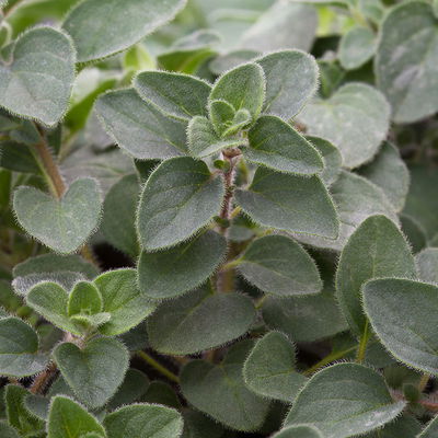 Bio Scharfer Oregano 'Hot & Spicy', Topf-Ø 12 cm Bio Scharfer Oregano 'Hot & Spicy', Topf-Ø 12 cm