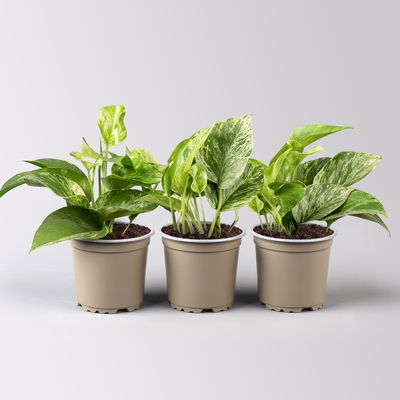 Efeutute 'Marble Queen', Topf-Ø 12 cm, 3 Pflanzen Efeutute 'Marble Queen', Topf-Ø 12 cm, 3 Pflanzen