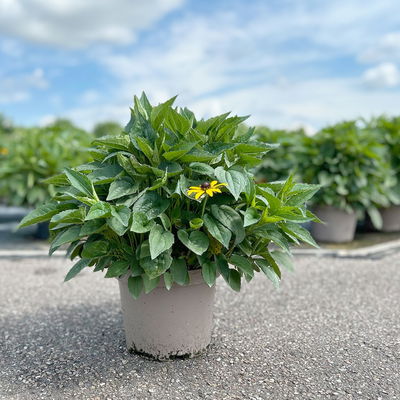 Kölles Beste Sonnenhut 'Goldsturm', 3 Liter Topf Kölles Beste Sonnenhut 'Goldsturm', 3 Liter Topf