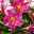 Pflanzenkreation Trockenkünstler rosa-weiß, groß, 8 Pflanzen inkl. Erde & Dünger