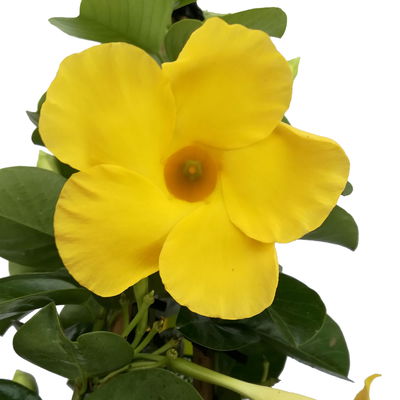 Dipladenie gelb, Doppelbogen, Topf-Ø 17 cm,  Höhe ca. 60 cm