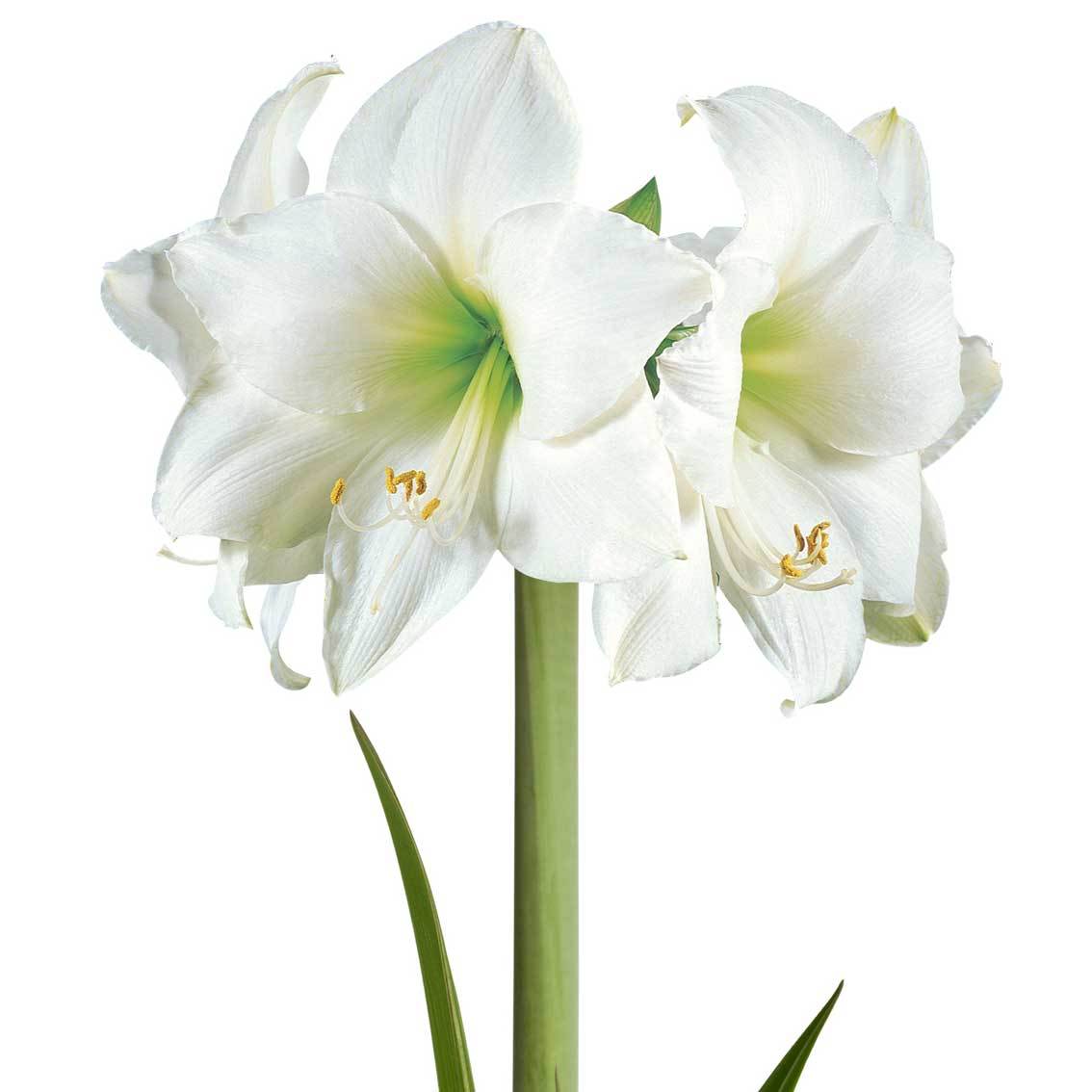 Gewachste XL-Amaryllis-Zwiebel, weiße Blüte, Dekor 'Velvet Moos'
