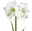 Gewachste XL-Amaryllis-Zwiebel, weiße Blüte, Dekor 'Velvet Moos'