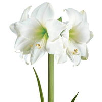 Gewachste XL-Amaryllis-Zwiebel, weiße Blüte, Dekor 'Velvet Moos'