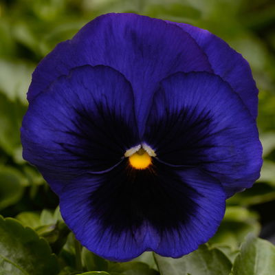 Stiefmütterchen, blau, Sorte zufällig, Topf-Ø 13 cm, 6 Pflanzen Stiefmütterchen, blau, Sorte zufällig, Topf-Ø 13 cm, 6 Pflanzen