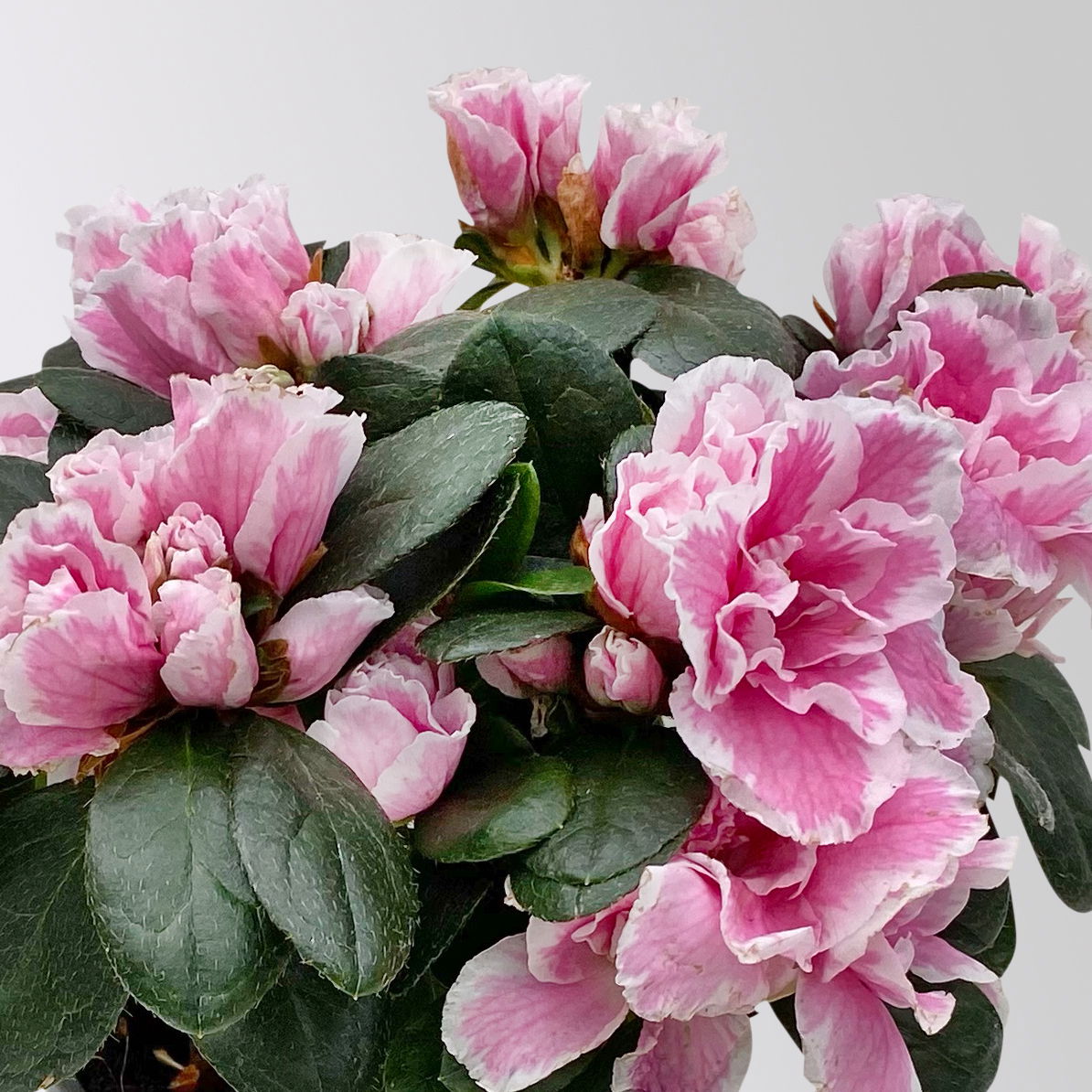 Azalee, rosa-weiß, gefüllt, Topf-Ø 10,5 cm, 3 Stück