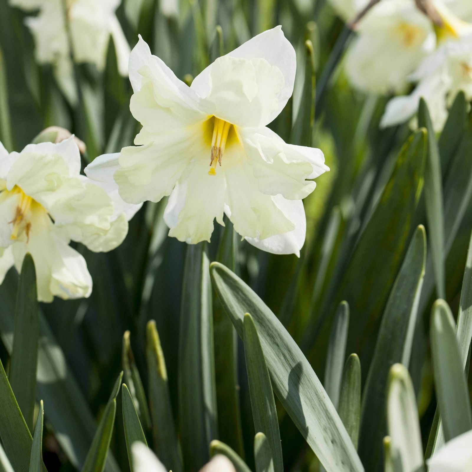 Narzisse 'Cassata' hellgelb, vorgetrieben, Topf-Ø 15 cm, 3 Pflanzen