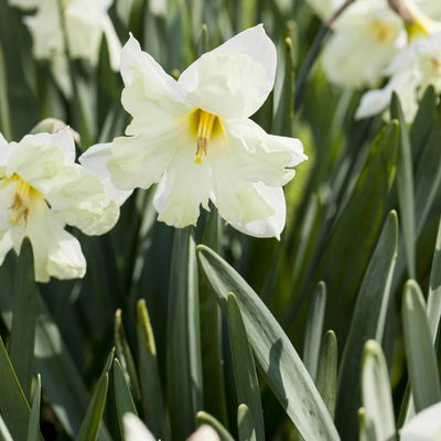 Narzisse 'Cassata' hellgelb, vorgetrieben, Topf-Ø 15 cm, 3 Pflanzen