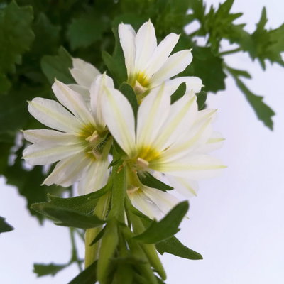 Fächerblume, weiß, Topf-Ø ca. 12 cm, 6 Pflanzen