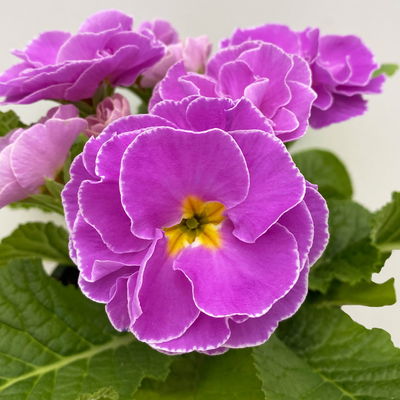 Primel 'PomPom', lila, gefüllt, Topf-Ø 12 cm, 6 Pflanzen