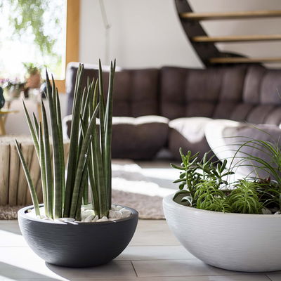 Eda Pflanzschale 'Graphit Ella', anthrazit, ca. Ø 40 x H 16,5 cm Eda Pflanzschale 'Graphit Ella', anthrazit, ca. Ø 40 x H 16,5 cm