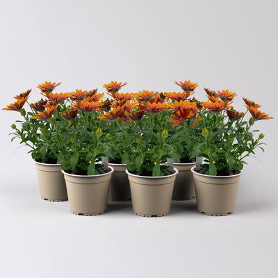 Kapkörbchen orange-pink, Topf-Ø 12 cm, 6er-Set Kapkörbchen orange-pink, Topf-Ø 12 cm, 6er-Set