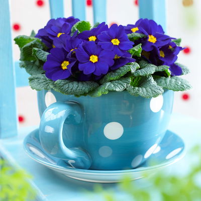 Primel blau, Topf-Ø 10,5 cm, 8 Pflanzen Primel blau, Topf-Ø 10,5 cm, 8 Pflanzen