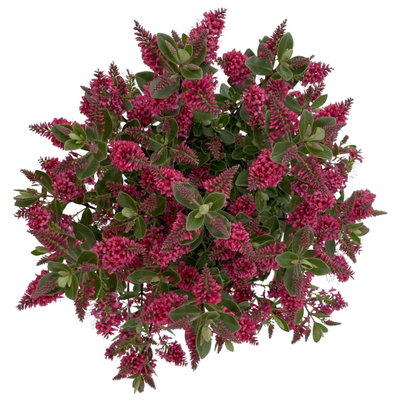 Hebe 'All Blooms®', rot, Topf 17 cm Ø Hebe 'All Blooms®', rot, Topf 17 cm Ø