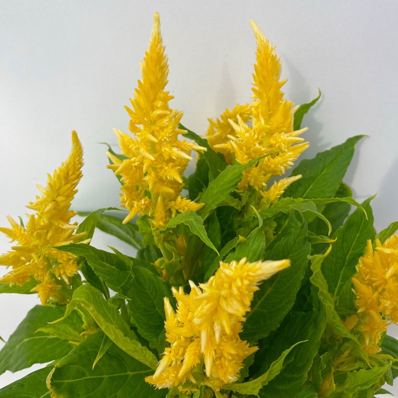 Celosia 'Kelos Fire Yellow' gelb. Topf-Ø 17 cm, 2er-Set