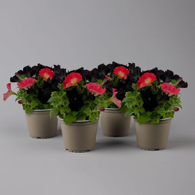 Petunien 'Duo' schwarz & lachs, hängend, Topf-Ø 14 cm, 4 Pflanzen