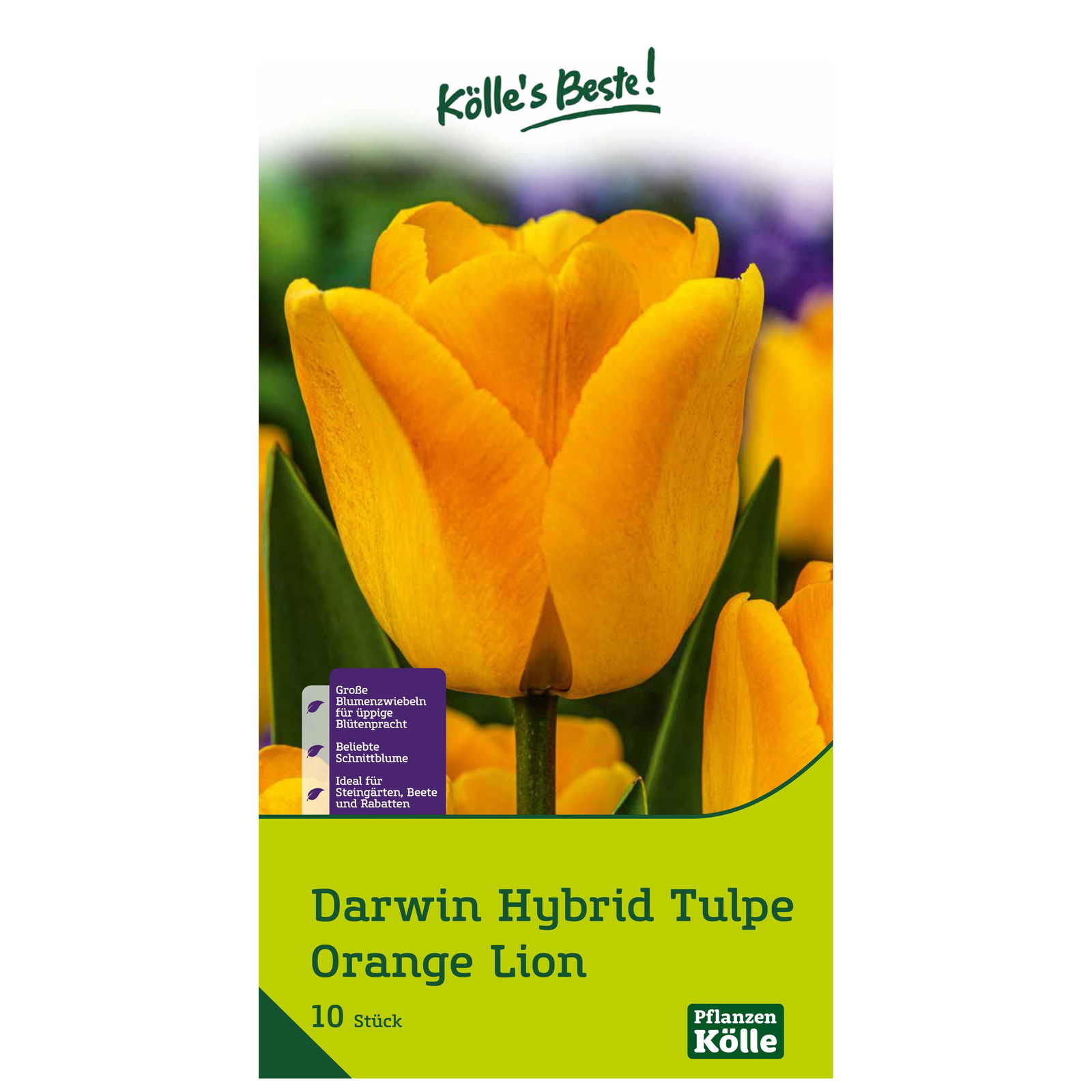 Kölle's Beste Tulpe 'Orange Lion®', orange