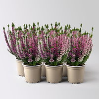 Calluna 'Beauty Ladies® Harmony' Trio, lila-rosa-weiß, Topf-Ø 11 cm, 6 Pflanzen Calluna 'Beauty Ladies® Harmony' Trio, lila-rosa-weiß, Topf-Ø 11 cm, 6 Pflanzen