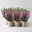 Calluna 'Beauty Ladies® Harmony' Trio, lila-rosa-weiß, Topf-Ø 11 cm, 6 Pflanzen Calluna 'Beauty Ladies® Harmony' Trio, lila-rosa-weiß, Topf-Ø 11 cm, 6 Pflanzen