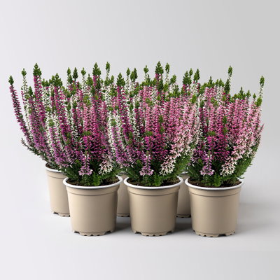 Calluna 'Beauty Ladies® Harmony' Trio, lila-rosa-weiß, Topf-Ø 11 cm, 6 Pflanzen Calluna 'Beauty Ladies® Harmony' Trio, lila-rosa-weiß, Topf-Ø 11 cm, 6 Pflanzen