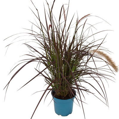 Lampenputzergras 'Rubrum' rot, einjährig, Topf-Ø 19 cm