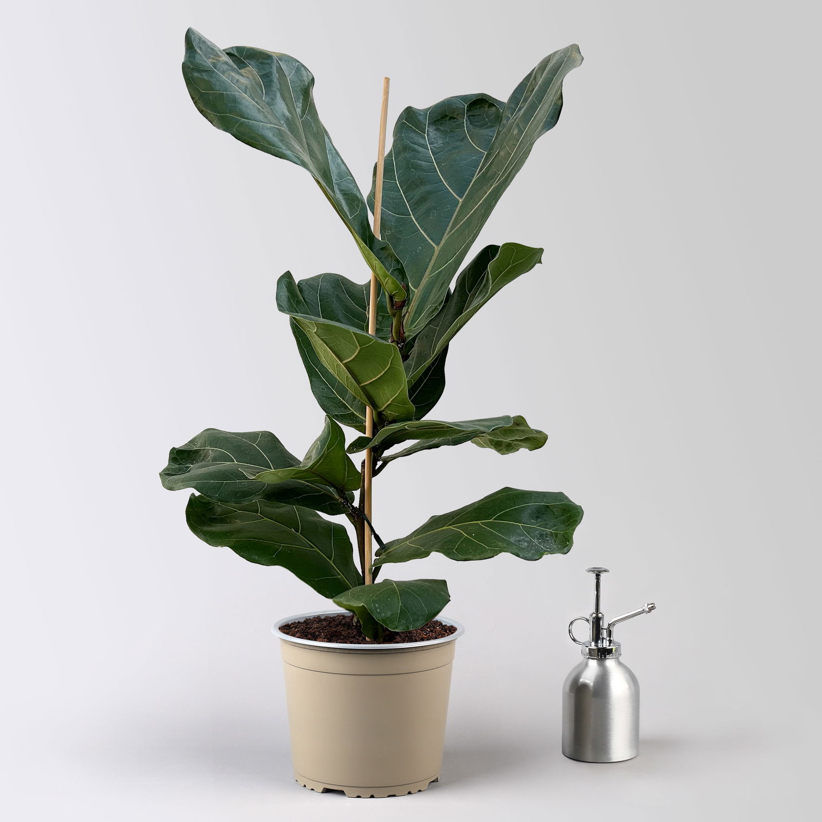 Geigenfeige im Korb Osaka, Topf-Ø 17 cm, Höhe ca. 45-65 cm