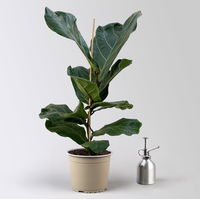 Geigenfeige im Korb Osaka, Topf-Ø 17 cm, Höhe ca. 45-65 cm