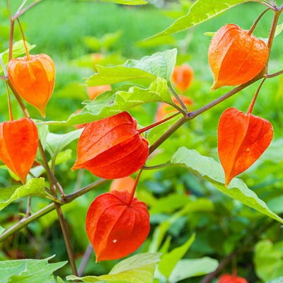 Bio Lampionblume, orange, Topf 11x11 cm, 3 Pflanzen Bio Lampionblume, orange, Topf 11x11 cm, 3 Pflanzen