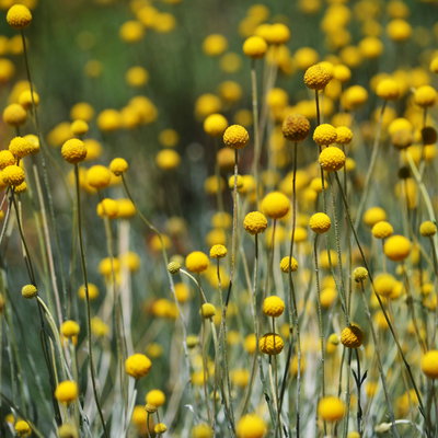 Pflanzenkreation Trockenzauberer, groß, 6 Pflanzen inkl. Erde und Dünger