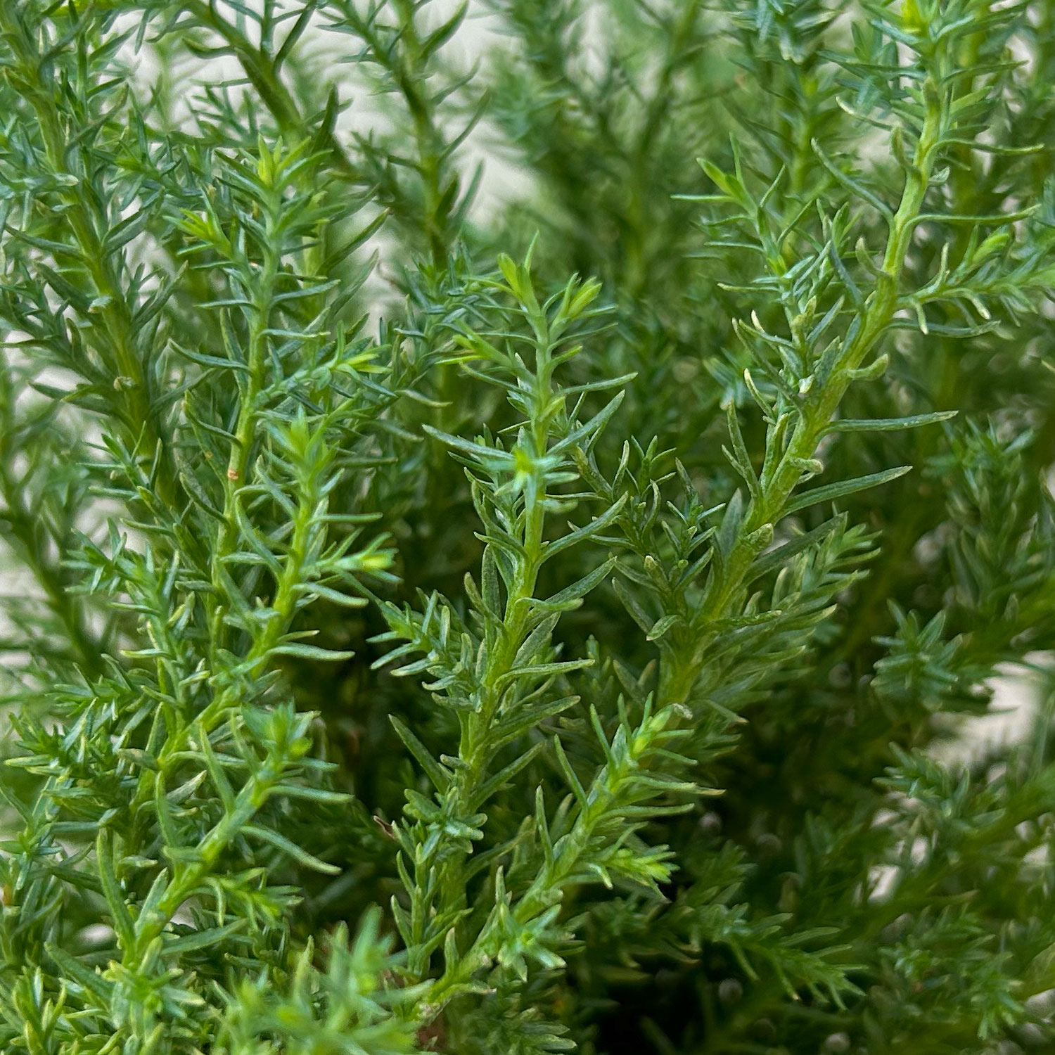 Pflanzenkreation Waldspaziergang, 8 Pflanzen + Lichterkette + Erde