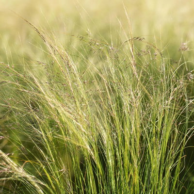 Pflanzenkreation Trockenzauberer, groß, 6 Pflanzen inkl. Erde und Dünger