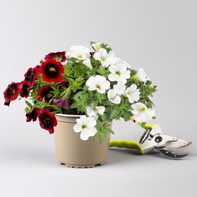 Zauberglöckchen 'Duo', rot-weiß, Topf-Ø 14 cm, 4 Pflanzen