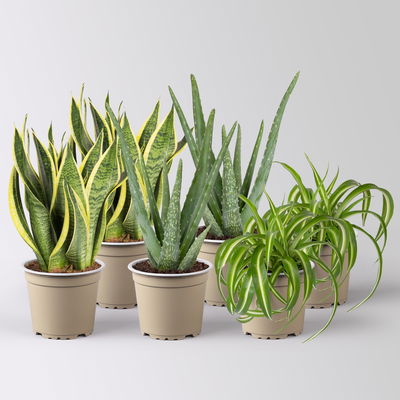 Grünpflanzenkreation 