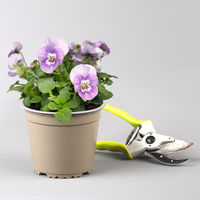 Pflanzenkreation Frühlingsblüten, 12 Pflanzen inkl. Erde