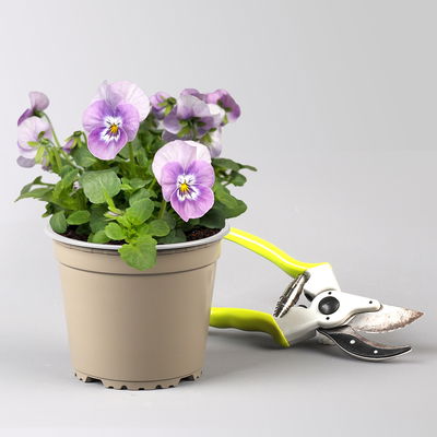 Pflanzenkreation Frühlingsblüten, 12 Pflanzen inkl. Erde